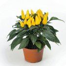 Mambo Yellow Pepper Seeds