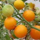 Sunshine Tomato Seeds