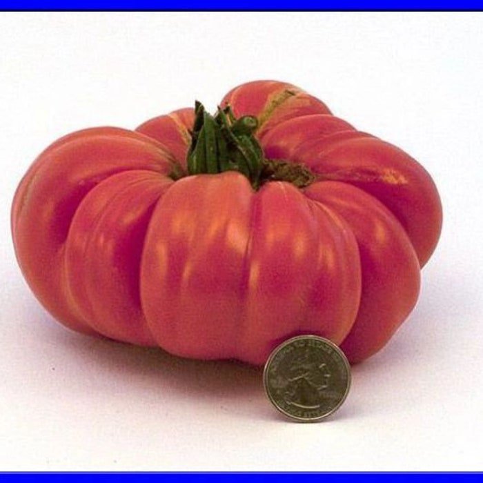 Barlow Japanese Tomato Seeds