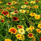 Persian Carpet Zinnia Seed