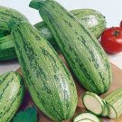 Caserta Summer Squash Seeds