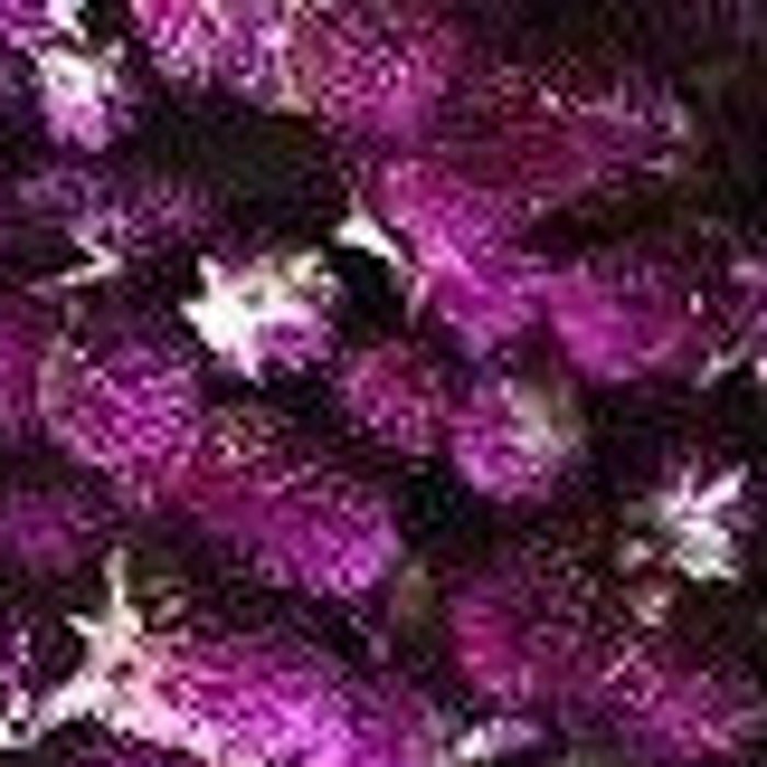 Dark Purple Gomphrena Seeds