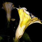 White W Yellow Stripes Devil Trumpet 10 Seeds