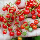 Sweet Pea Tomato Seeds Vines Go Nuts