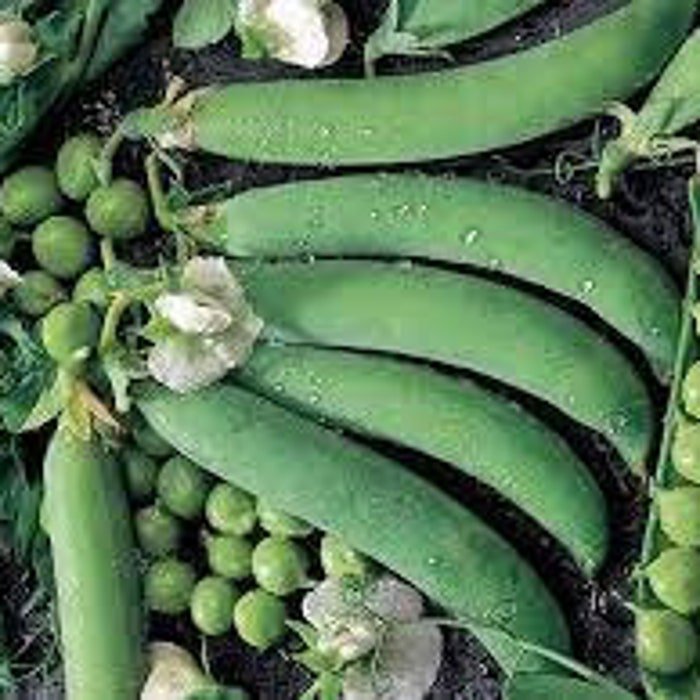 Alaska Extra Early Pea Seeds