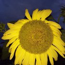 Rostov Sunflower Seeds
