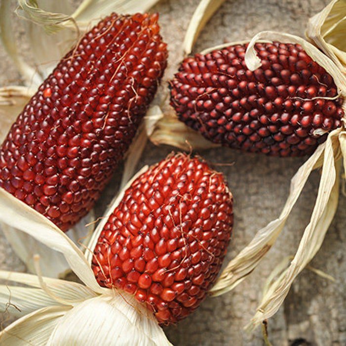 Strawberry Popcorn Seeds