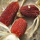 Strawberry Popcorn Seeds