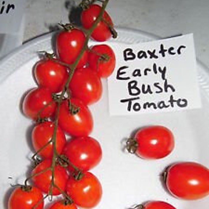 Baxter Early Bush Tomato Seeds