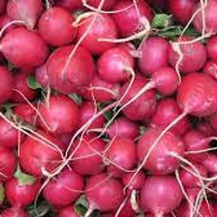 Pink Celebration Radish Seeds
