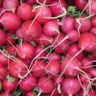 Pink Celebration Radish Seeds