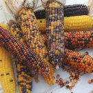 Rainbow Popcorn Seeds