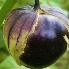 Deep Purple Tomatillo Seeds