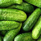 Smr 58 Cucumber Seeds