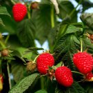 Native Red Raspberry Bush Seeds