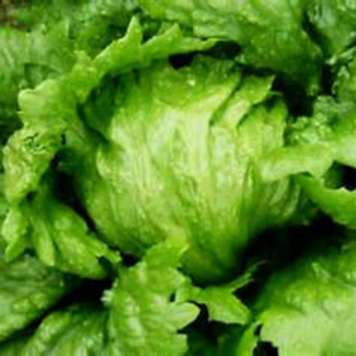 Iceburg Head Lettuce 150 Seeds