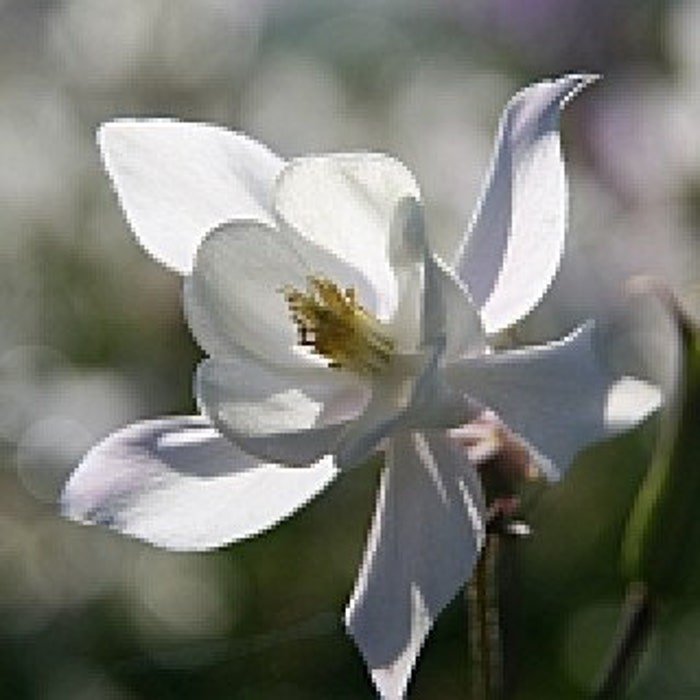 Snow White Columbine Seeds