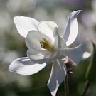 Snow White Columbine Seeds