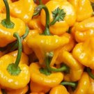 Hot Yellow Mushroom Pepper Seeds