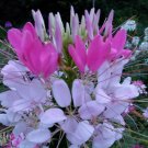 Rose Queen Cleome Seeds Spider Flower