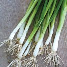 Evergreen Long White Bunching Onion Seeds