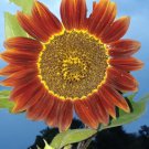 Crimson Queen Sunflower Seeds