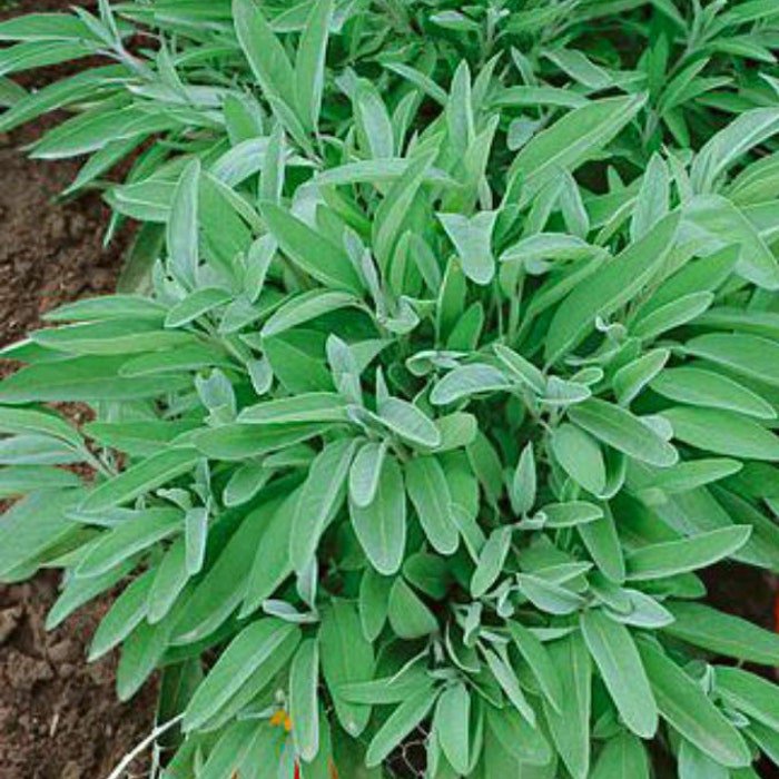 Broadleaf Sage Seeds Common Sage
