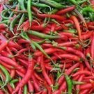 Mexican Finger Hots Pepper Seeds