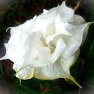 White W Yellow Edge Devil Trumpet 10 Seeds