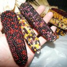 Lady Finger Popcorn Seeds Natural Butter Taste