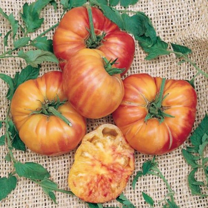 Old Flame Tomato Seeds