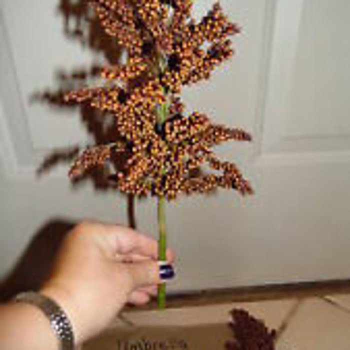 Umbrella Sorghum Seeds Make Your Own Syrup