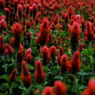 Crimson Clover Seeds Bold Bright Red Color