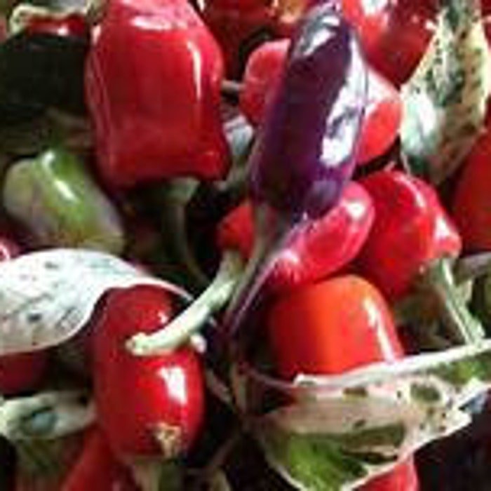 Tricolor Variegate Ornamental Pepper Seeds