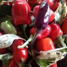 Tricolor Variegate Ornamental Pepper Seeds