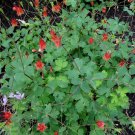 Red Wild Columbine Seeds