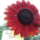 Red Sun Sunflower Seeds