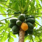 Papaya Tree Seeds