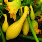 Squash Golden Summer Crookneck Seeds