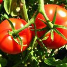 Marglobe Tomato Seeds