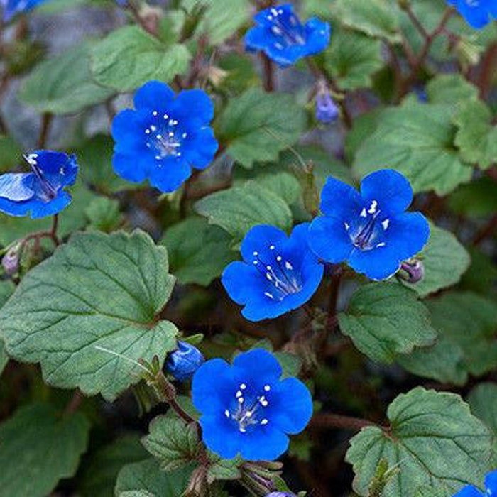 Deep Blue California Bluebells Seeds