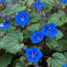 Deep Blue California Bluebells Seeds