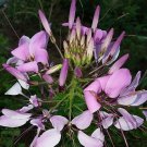 Dwarf Lavender Sparkler Cleome Seeds Spider Flower