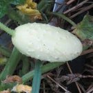 Mini White Cucumber Seeds