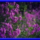 DameS Rocket Seeds Perennial With Sweet Fragrance