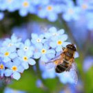 Chinese Forget Me Not Wholesale Seeds