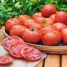 Floradale Tomato Seeds