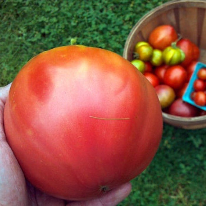 Pusta Kolox Giant Hungarian Tomato Seeds