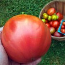 Pusta Kolox Giant Hungarian Tomato Seeds