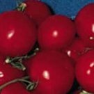 Hank Tomato Seeds